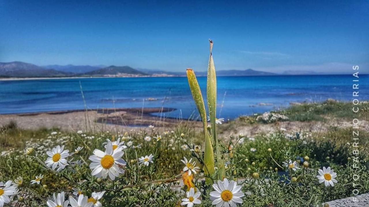 Monolocale Yellow Siniscola Dış mekan fotoğraf